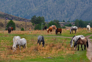 Wall Mural - Russia. South of Western Siberia, the Altai Mountains. A small herd of horses graze peacefully in a spring pasture against the background of overgrown mountains.