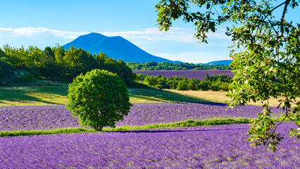 Wall Mural - Provence landscape with lavender fields, France