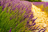 Fototapeta Do pokoju - Lavender fields in bloom in Provence