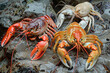 Three diverse and vibrant lobsters, on wet rocky surface
