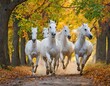 Fünf weiße Pferde galoppieren durch Allee im Ahornwald im goldenen Oktober