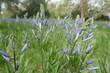 Camassia blue flowers