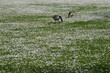 Canadian geese foraging in chamomile meadow