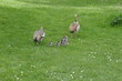 Egyptian geese with goslings