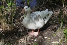 Juvenile Greylag Goose 