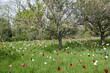Field of mixed poppies in orchard