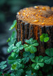 A wooden stump with water droplets and green clover growing on it against a dark background