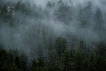 fog in the forest