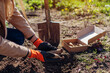 Gardener planting dahlia tubers in spring garden using shovel and gardening gloves. Putting roots in hole in soil