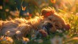 Craft a heartwarming scene of a sleeping pet dreaming of chasing butterflies in a sunlit meadow