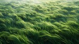 Fototapeta  - Field of Green Grass With Foggy Sky