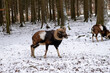 a mouflon walking in a snow-covered field