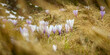 Panorama einer Blumenwiese mit Krokus in der Frühlingszeit