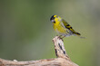 A small Eurasian siskin (Spinus spinus) perched on a gnarled branch against a soft-focus green background