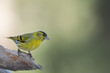 A small Eurasian siskin (Spinus spinus) perched on a gnarled branch against a soft-focus green background