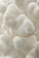 Sticker - Decorative white coral texture
