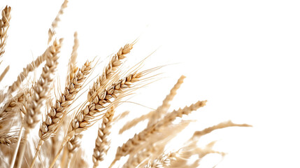 wheat as element in isolated white background