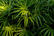 Green tropical leaves. Beautiful of green leaves pattern for background