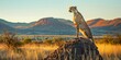 A cheetah poised on a termite mound, surveying the vast savanna, the panoramic view encompassing the vibrant colors of the setting sun against the mountains.