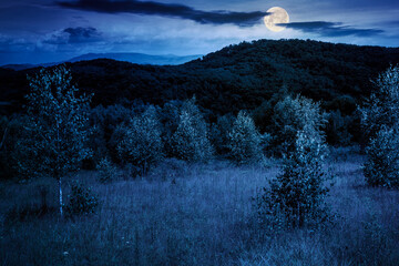 Wall Mural - deciduous trees on a grassy meadow at night. magical carpathian landscape in full moon light