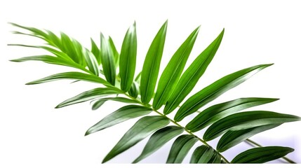 Wall Mural - Green leaves of palm tree isolated on white background with clipping path.