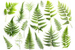 Ferns and Leaves  lush green leaves, arranged in on white background. png