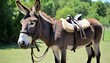 A Donkey With A Bridle And Saddle Ready For A Rid
