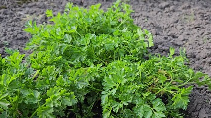 Wall Mural - A white man's hand plucks a bunch of fresh green parsley from a garden bed