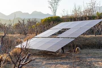 solar panels of photovoltaic energy in a green meadow