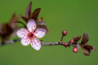 A flower of a decorative plum (Prunus cerasifera) of the Pissardii variety. Flowering fruit trees in spring. Macro photo.