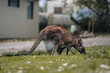 Australian western grey kangaroo with baby joey in pouch, new south wales, australia