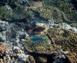 Underwater photograph with variety of fish and colorful coral of great barrier reef, Queensland, Australia. Exological travel concept.