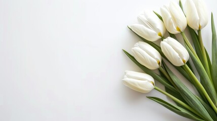 Canvas Print - Elegant White Tulips on a Pristine Background for Springtime