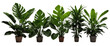Variety of tropical houseplants in pots isolated on white background, ideal for indoor greenery themes.