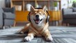 Shiba Inu Immersed in Music: A Moment of Relaxation in Minimalist Living Room