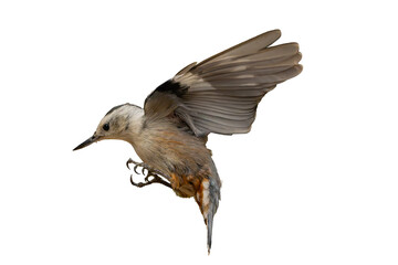 White-breasted Nuthatch (Sitta carolinensis) High Resolution Photo, in Flight, Over a Transparent PNG Background