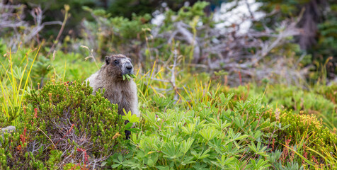 large marmot eating grass in canadian nature.