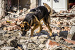 Search and rescue dog in disaster zone