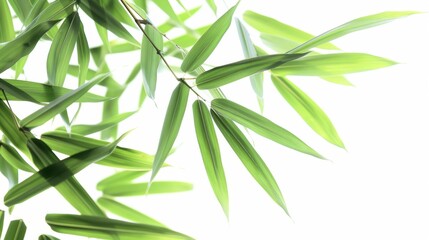  Green tropical bamboo isolated on white background wallpaper
