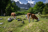 Fototapeta  - Landschaftspflege in den Alpen - Fleckvieh beweiden eine bewaldete und felsige Alm im Hochgebirge.