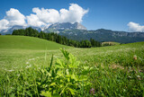 Fototapeta  - Grüne Almen und Wiesen in der Nähe des Wilden Kaiser Hochgebirges im Frühsommer.Landschaftsfoto.
