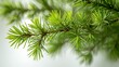 Melaleuca Alternifolia (Tea Tree) Foliage Up Close Generative AI
