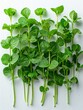 Pea Shoots at an Angle with Soft Lighting Generative AI