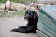 A big black domestic dog looks sad.
