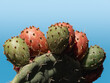 Vibrant Prickly Pear Cactus Fruit Cluster