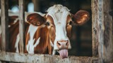 Fototapeta Kwiaty - cow, standing in a fenced stable on the farm while looking at the camera with its tongue out generative ai
