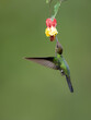 Violet-fronted Brilliant Hummingbird in flight collecting nectar from red yellow flower on green background