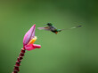 Peruvian-booted Racket-tail Hummingbird in flight collecting nectar from pink flower on green background