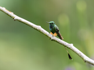 Peruvian-booted Racket-tail on stick against green background