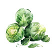 vegetable - Brussels sprouts also contain dietary fiber, which supports digestive health and helps regulate blood sugar levels.Wonderful.Brussels sprout.illustration ,.watercolor
